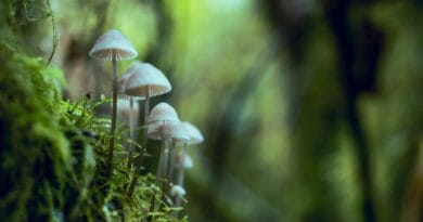 Close-up of small wild mushrooms growing amidst lush, green foliage in a serene forest setting.