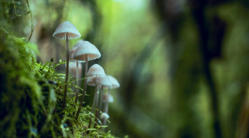 Close-up of small wild mushrooms growing amidst lush, green foliage in a serene forest setting.
